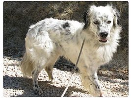 Pallino
